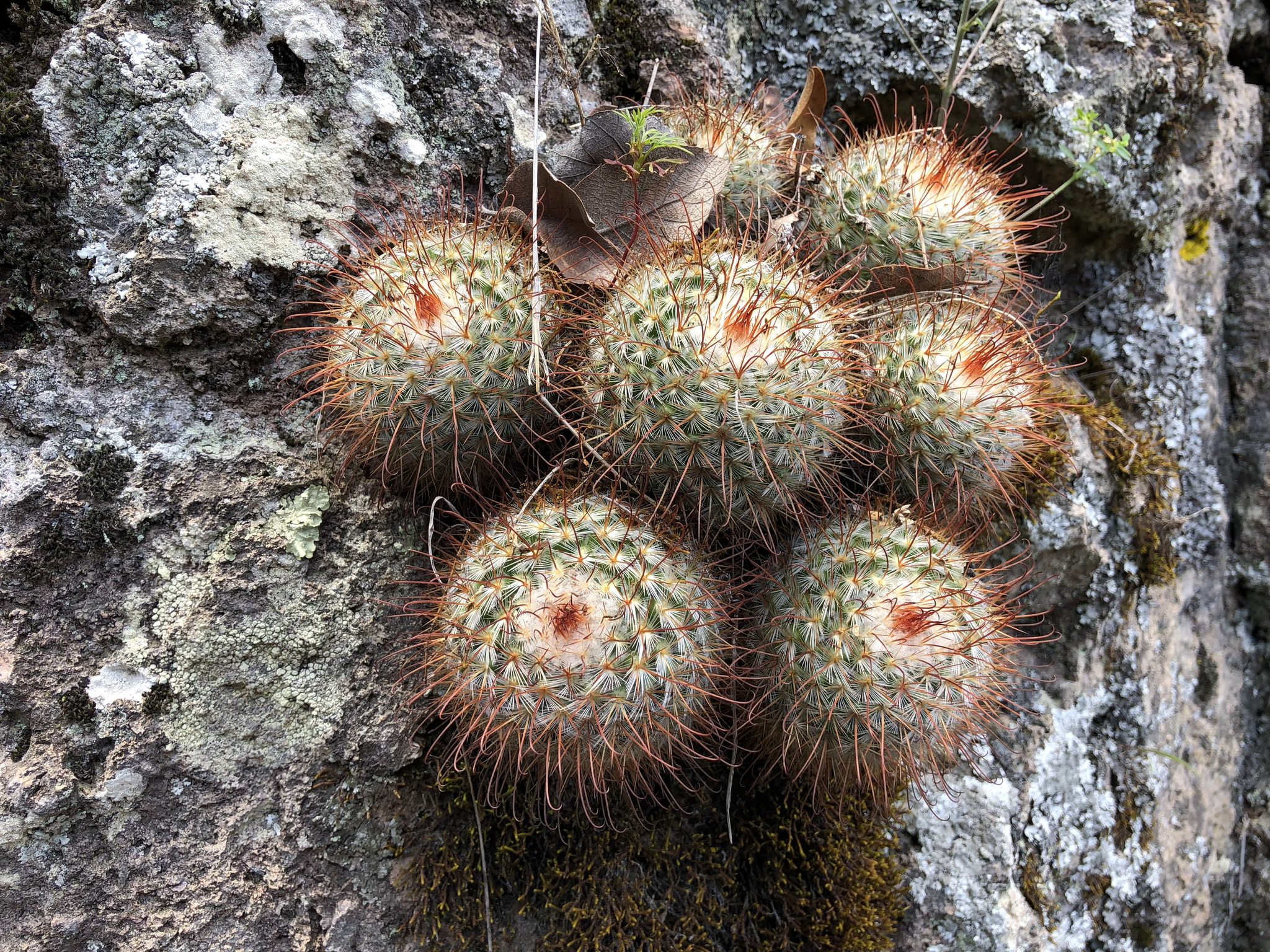 Mammillaria bombycina
